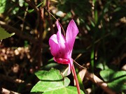 24 Iniziano i Ciclamini (Cyclamen))